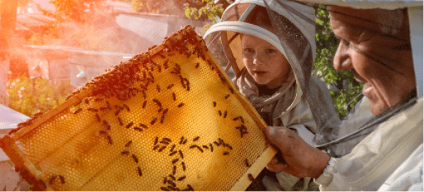 A Guide To Backyard Beekeeping